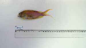  ( - ATA-AC-1)  @11 [ ] Unspecified (default): All Rights Reserved (2025) Institut National de Recherche Halieutique, Maroc Institut National de Recherche Halieutique, Maroc