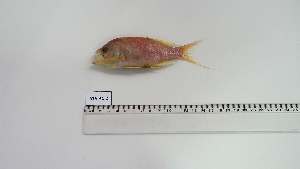  ( - ATA-AC-2)  @11 [ ] Unspecified (default): All Rights Reserved (2030) Institut National de Recherche Halieutique, Maroc Institut National de Recherche Halieutique, Maroc