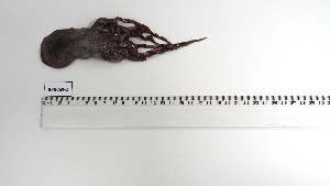  ( - BPS-AN-2)  @11 [ ] Unspecified (default): All Rights Reserved (2025) Institut National de Recherche Halieutique, Maroc Institut National de Recherche Halieutique, Maroc