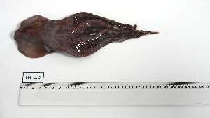  ( - BPS-AN-5)  @11 [ ] Unspecified (default): All Rights Reserved (2025) Institut National de Recherche Halieutique, Maroc Institut National de Recherche Halieutique, Maroc