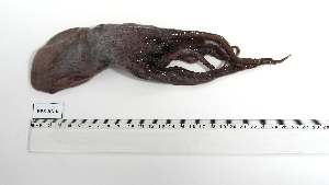  ( - BPS-AN-6)  @11 [ ] Unspecified (default): All Rights Reserved (2025) Institut National de Recherche Halieutique, Maroc Institut National de Recherche Halieutique, Maroc