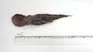  ( - BPS-AN-7)  @11 [ ] Unspecified (default): All Rights Reserved (2025) Institut National de Recherche Halieutique, Maroc Institut National de Recherche Halieutique, Maroc