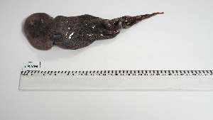  ( - BPS-AN-8)  @11 [ ] Unspecified (default): All Rights Reserved (2025) Institut National de Recherche Halieutique, Maroc Institut National de Recherche Halieutique, Maroc