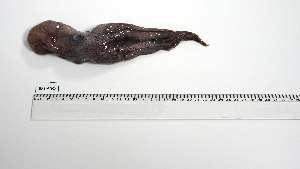  ( - BPS-AN-9)  @11 [ ] Unspecified (default): All Rights Reserved (2025) Institut National de Recherche Halieutique, Maroc Institut National de Recherche Halieutique, Maroc