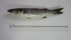  ( - CHR-MD-1)  @11 [ ] Unspecified (default): All Rights Reserved (2039) Institut National de Recherche Halieutique, Maroc Institut National de Recherche Halieutique, Maroc