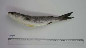  ( - CHR-MD-2)  @11 [ ] Unspecified (default): All Rights Reserved (2040) Institut National de Recherche Halieutique, Maroc Institut National de Recherche Halieutique, Maroc