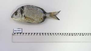  ( - DIV-MD-1)  @11 [ ] Unspecified (default): All Rights Reserved (2054) Institut National de Recherche Halieutique, Maroc Institut National de Recherche Halieutique, Maroc