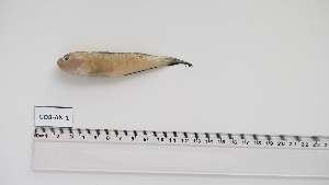  (Lesueurigobius koumansi - GOB-AN-1)  @11 [ ] Unspecified (default): All Rights Reserved (2057) Institut National de Recherche Halieutique, Maroc Institut National de Recherche Halieutique, Maroc