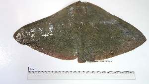  ( - GYA-AS-1)  @11 [ ] Unspecified (default): All Rights Reserved (2062) Institut National de Recherche Halieutique, Maroc Institut National de Recherche Halieutique, Maroc