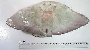  ( - GYA-AS-1)  @11 [ ] Unspecified (default): All Rights Reserved (2063) Institut National de Recherche Halieutique, Maroc Institut National de Recherche Halieutique, Maroc