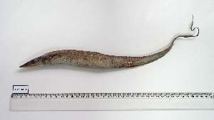  ( - HAO-AC-1)  @11 [ ] Unspecified (default): All Rights Reserved (2064) Institut National de Recherche Halieutique, Maroc Institut National de Recherche Halieutique, Maroc