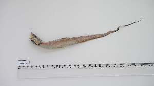  ( - HAO-AN-1)  @11 [ ] Unspecified (default): All Rights Reserved (2065) Institut National de Recherche Halieutique, Maroc Institut National de Recherche Halieutique, Maroc