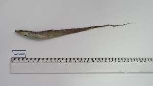  ( - HAO-AN-2)  @11 [ ] Unspecified (default): All Rights Reserved (2066) Institut National de Recherche Halieutique, Maroc Institut National de Recherche Halieutique, Maroc