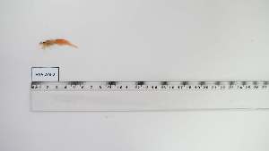  ( - HYS-AN-2)  @11 [ ] Unspecified (default): All Rights Reserved (2069) Institut National de Recherche Halieutique, Maroc Institut National de Recherche Halieutique, Maroc