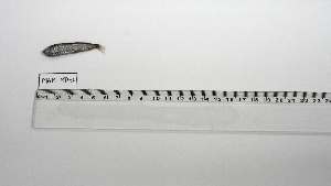  ( - MAM-MD-1)  @11 [ ] Unspecified (default): All Rights Reserved (2077) Institut National de Recherche Halieutique, Maroc Institut National de Recherche Halieutique, Maroc