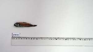  ( - MYS-AC-1)  @11 [ ] Unspecified (default): All Rights Reserved (2091) Institut National de Recherche Halieutique, Maroc Institut National de Recherche Halieutique, Maroc