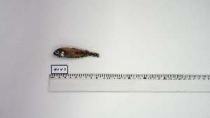  ( - MYS-AC-2)  @11 [ ] Unspecified (default): All Rights Reserved (2092) Institut National de Recherche Halieutique, Maroc Institut National de Recherche Halieutique, Maroc