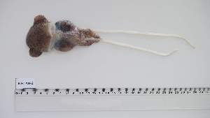  ( - NEC-AN-2)  @11 [ ] Unspecified (default): All Rights Reserved (2025) Institut National de Recherche Halieutique, Maroc Institut National de Recherche Halieutique, Maroc