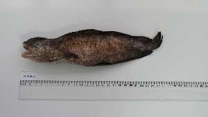  ( - PHP-AC-1)  @11 [ ] Unspecified (default): All Rights Reserved (2025) Institut National de Recherche Halieutique, Maroc Institut National de Recherche Halieutique, Maroc