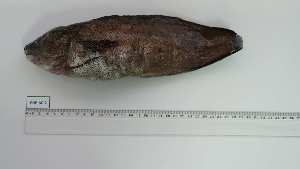  ( - PHP-AC-2)  @11 [ ] Unspecified (default): All Rights Reserved (2025) Institut National de Recherche Halieutique, Maroc Institut National de Recherche Halieutique, Maroc