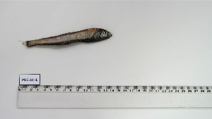  ( - POC-AC-1)  @11 [ ] Unspecified (default): All Rights Reserved (2025) Institut National de Recherche Halieutique, Maroc Institut National de Recherche Halieutique, Maroc