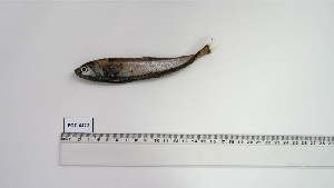  ( - POC-AC-2)  @11 [ ] Unspecified (default): All Rights Reserved (2025) Institut National de Recherche Halieutique, Maroc Institut National de Recherche Halieutique, Maroc