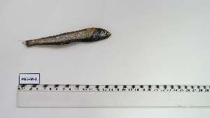  ( - POC-AN-1)  @11 [ ] Unspecified (default): All Rights Reserved (2104) Institut National de Recherche Halieutique, Maroc Institut National de Recherche Halieutique, Maroc