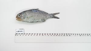  (Polymixia nobilis - PON-AN-2)  @11 [ ] Unspecified (default): All Rights Reserved (2108) Institut National de Recherche Halieutique, Maroc Institut National de Recherche Halieutique, Maroc