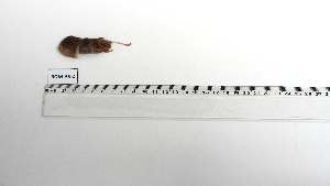  ( - ROM-AS-2)  @11 [ ] Unspecified (default): All Rights Reserved (2123) Institut National de Recherche Halieutique, Maroc Institut National de Recherche Halieutique, Maroc