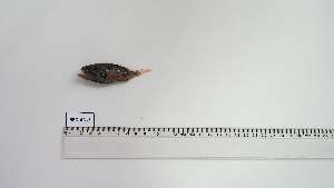  ( - SEG-AN-2)  @11 [ ] Unspecified (default): All Rights Reserved (2131) Institut National de Recherche Halieutique, Maroc Institut National de Recherche Halieutique, Maroc