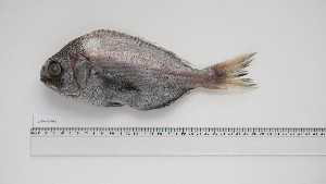  ( - SHP-HM-1)  @11 [ ] Unspecified (default): All Rights Reserved (2133) Institut National de Recherche Halieutique, Maroc Institut National de Recherche Halieutique, Maroc