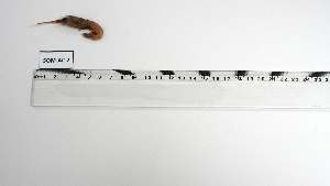  ( - SOM-AC-2)  @11 [ ] Unspecified (default): All Rights Reserved (2137) Institut National de Recherche Halieutique, Maroc Institut National de Recherche Halieutique, Maroc