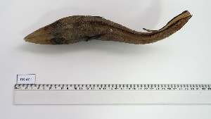  ( - TSS-AC-1)  @11 [ ] Unspecified (default): All Rights Reserved (2151) Institut National de Recherche Halieutique, Maroc Institut National de Recherche Halieutique, Maroc