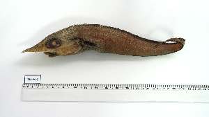  ( - TSS-AC-2)  @11 [ ] Unspecified (default): All Rights Reserved (2152) Institut National de Recherche Halieutique, Maroc Institut National de Recherche Halieutique, Maroc