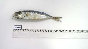  ( - TUT-MD-1)  @11 [ ] Unspecified (default): All Rights Reserved (2153) Institut National de Recherche Halieutique, Maroc Institut National de Recherche Halieutique, Maroc