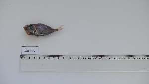  ( - ZEH-AN-1)  @11 [ ] Unspecified (default): All Rights Reserved (2162) Institut National de Recherche Halieutique, Maroc Institut National de Recherche Halieutique, Maroc