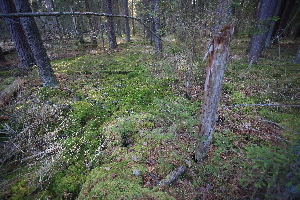  ( - 010_003_new)  @11 [ ] CreativeCommons-Attribution Non-Commercial Share-Alike (2020) Kostrzyca Forest Gene Bank Kostrzyca Forest Gene Bank