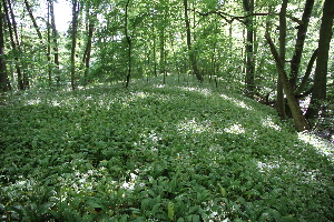  ( - 026_022)  @11 [ ] CreativeCommons-Attribution Non-Commercial Share-Alike (2020) Kostrzyca Forest Gene Bank Kostrzyca Forest Gene Bank