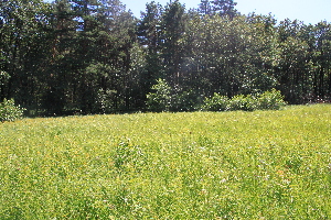  ( - 037_022)  @11 [ ] Unspecified (default): All Rights Reserved (2019) Kostrzyca Forest Gene Bank Kostrzyca Forest Gene Bank