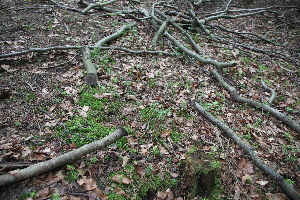  ( - 043_021)  @11 [ ] CreativeCommons-Attribution Non-Commercial Share-Alike (2021) Kostrzyca Forest Gene Bank Kostrzyca Forest Gene Bank