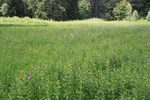  ( - 063_037)  @11 [ ] Unspecified (default): All Rights Reserved (2019) Kostrzyca Forest Gene Bank Kostrzyca Forest Gene Bank