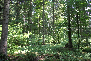  ( - 078_021)  @11 [ ] CreativeCommons-Attribution Non-Commercial Share-Alike (2021) Kostrzyca Forest Gene Bank Kostrzyca Forest Gene Bank