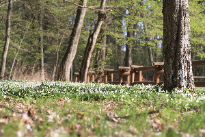  ( - 112_005_new)  @11 [ ] CreativeCommons-Attribution Non-Commercial Share-Alike (2020) Kostrzyca Forest Gene Bank Kostrzyca Forest Gene Bank