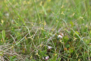 ( - 118_002)  @11 [ ] Unspecified (default): All Rights Reserved (2019) Kostrzyca Forest Gene Bank Kostrzyca Forest Gene Bank