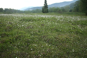  (Carex pauciflora - 118_002)  @11 [ ] Unspecified (default): All Rights Reserved (2019) Kostrzyca Forest Gene Bank Kostrzyca Forest Gene Bank