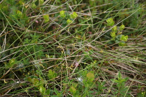  ( - 118_004)  @11 [ ] Unspecified (default): All Rights Reserved (2019) Kostrzyca Forest Gene Bank Kostrzyca Forest Gene Bank