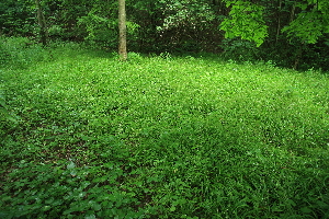  ( - 119_031)  @11 [ ] CreativeCommons-Attribution Non-Commercial Share-Alike (2021) Kostrzyca Forest Gene Bank Kostrzyca Forest Gene Bank