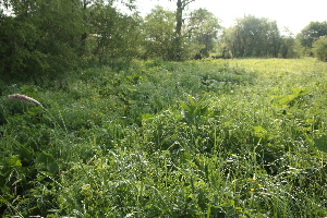  ( - 122_004)  @11 [ ] CreativeCommons-Attribution Non-Commercial Share-Alike (2019) Kostrzyca Forest Gene Bank Kostrzyca Forest Gene Bank