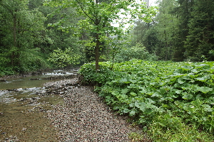  ( - 122_016)  @11 [ ] CreativeCommons-Attribution Non-Commercial Share-Alike (2019) Kostrzyca Forest Gene Bank Kostrzyca Forest Gene Bank