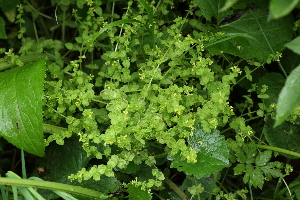  ( - 122_018)  @11 [ ] CreativeCommons-Attribution Non-Commercial Share-Alike (2019) Kostrzyca Forest Gene Bank Kostrzyca Forest Gene Bank